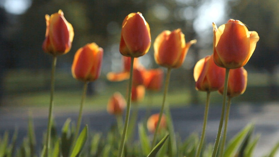 Deel het goede nieuws van Pasen (filmpje)