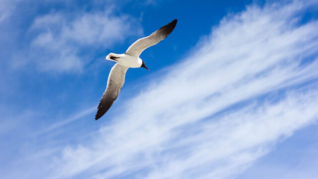 Dag 23: Je vleugels uitslaan