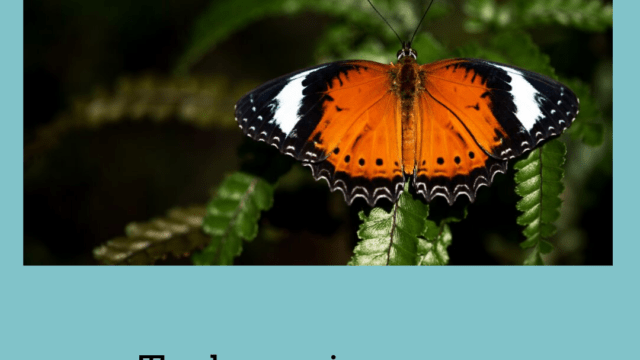 Het verhaal van een slechthorend ‘vlindertje’