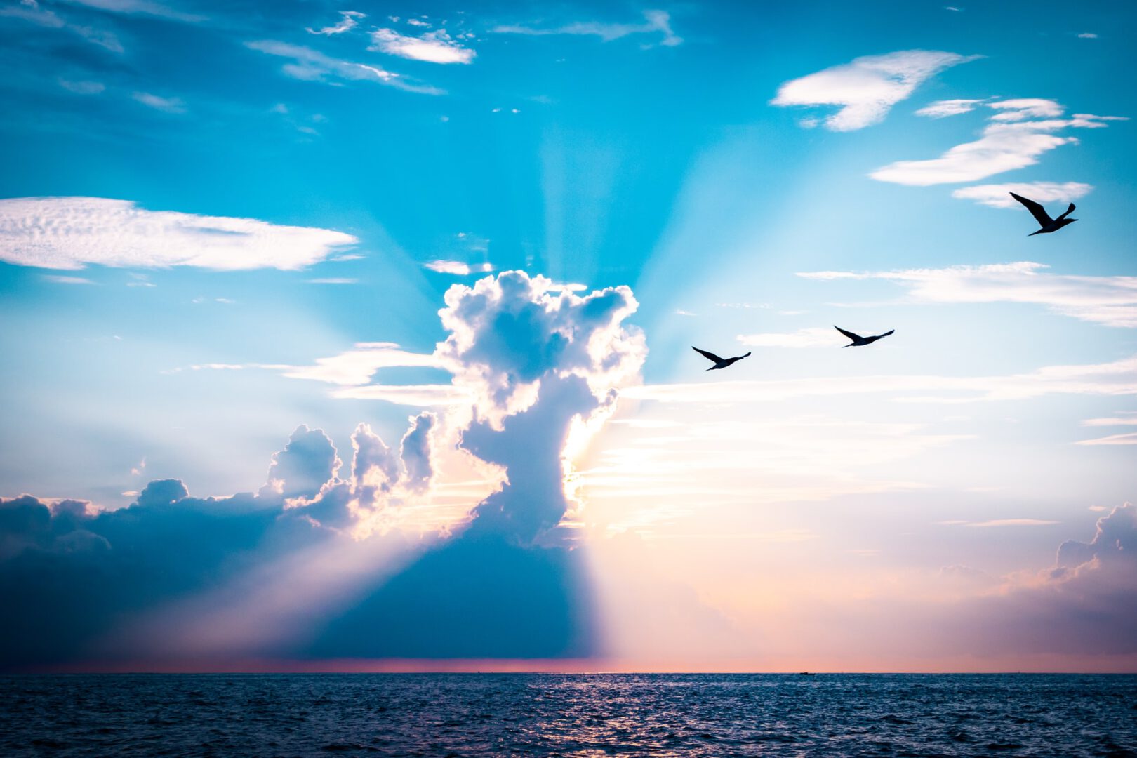 Vrij als een vogel - bijbelstudie van H.J. Messelink